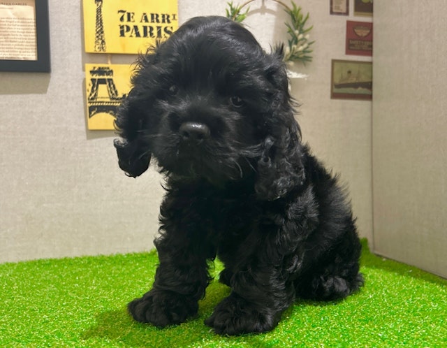 茨城県のアメリカンコッカースパニエル (ペッツワン水戸店/2024年9月1日生まれ/男の子/BK)の子犬