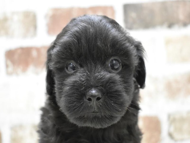 愛知県のハーフ犬・ミックス犬 (ペッツワン名古屋守山店/2024年7月31日生まれ/男の子/ブラック)の子犬