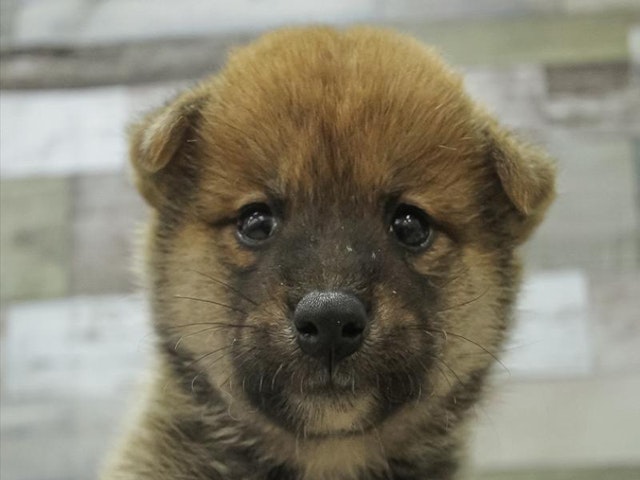 愛知県の豆柴 (ペッツワン名古屋守山店/2024年7月26日生まれ/男の子/レッド)の子犬