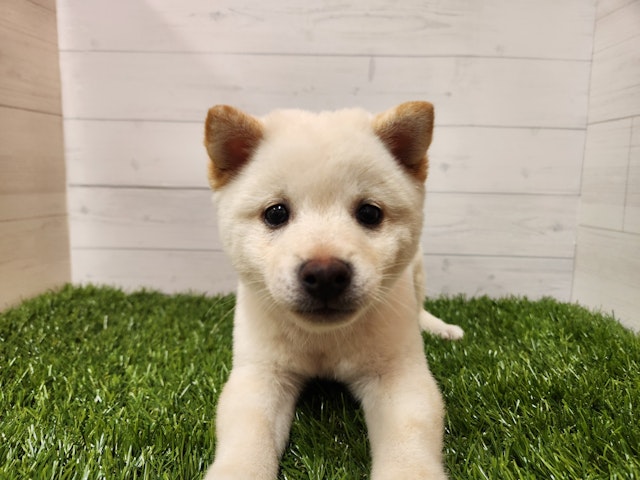 茨城県の豆柴 (ペッツワン日立店/2024年8月26日生まれ/男の子/白)の子犬