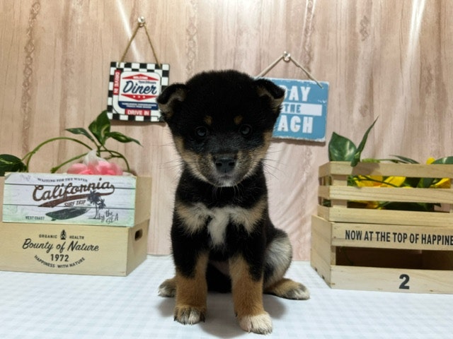 静岡県の柴犬(標準サイズ) (ペッツワン浜松都田テクノ店/2024年8月31日生まれ/女の子/黒)の子犬