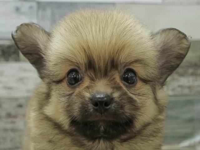 愛知県のハーフ犬・ミックス犬 (ペッツワン小牧店/2024年9月8日生まれ/男の子/オレンジ)の子犬