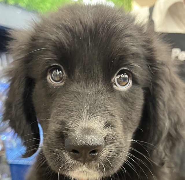 千葉県のハーフ犬・ミックス犬 (ペッツワン佐倉店/2024年8月28日生まれ/男の子/ブラックホワイト)の子犬