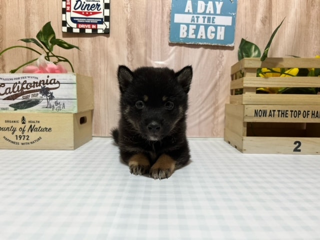 静岡県の柴犬(標準サイズ) (ペッツワン浜松市野店/2024年9月6日生まれ/女の子/ブラック)の子犬