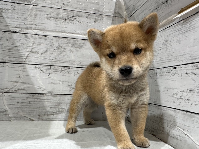 埼玉県の豆柴 (ペッツワン東松山高坂店/2024年8月17日生まれ/男の子/赤)の子犬