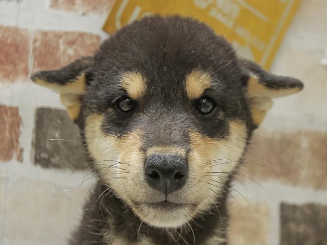 滋賀県の柴犬(標準サイズ) (ペッツワン彦根店/2024年8月12日生まれ/女の子/黒)の子犬