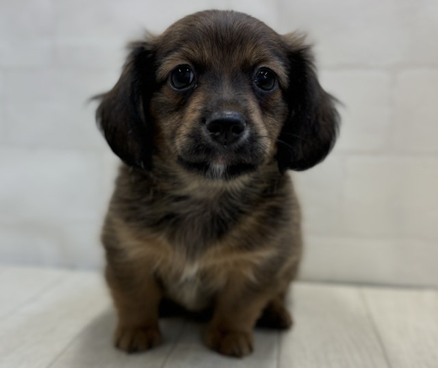 埼玉県のハーフ犬・ミックス犬 (ペッツワン大利根店/2024年9月8日生まれ/男の子/その他色)の子犬