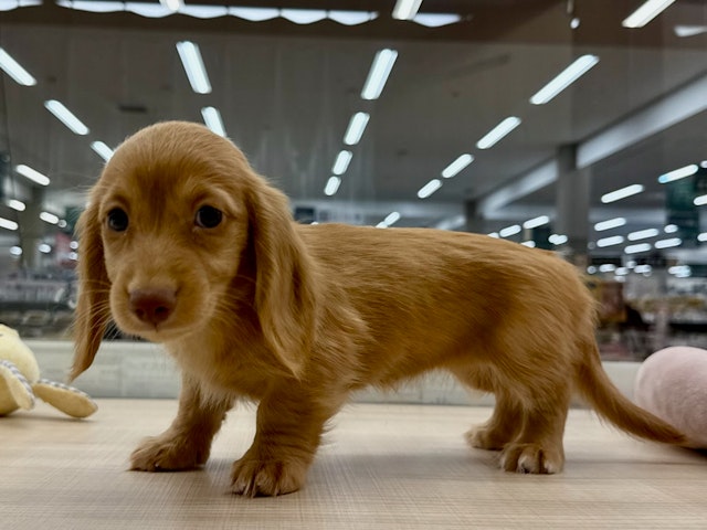 愛知県のミニチュアダックスフンド(ロング) (ペッツワン名古屋大高インター店/2024年9月3日生まれ/女の子/ゴールド)の子犬