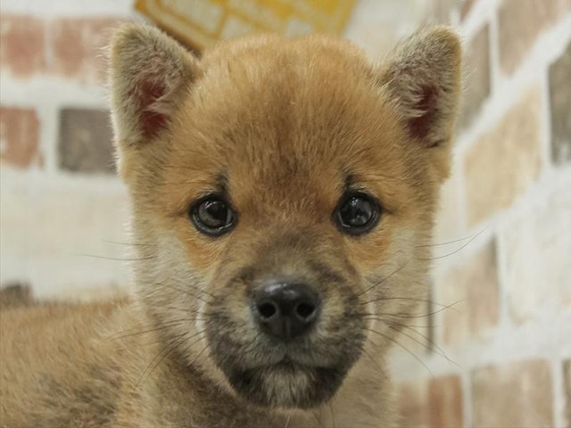 愛知県の柴犬(標準サイズ) (ペッツワン小牧店/2024年9月12日生まれ/男の子/レッド)の子犬