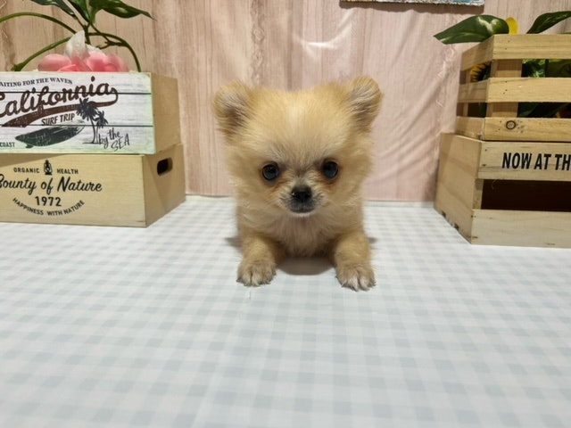 静岡県のハーフ犬・ミックス犬 (ペッツワン浜松市野店/2024年9月14日生まれ/男の子/クリーム)の子犬