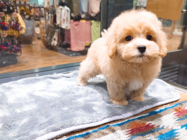 愛知県のハーフ犬・ミックス犬 (ペッツワン名古屋堀田店/2024年8月27日生まれ/男の子/クリーム)の子犬