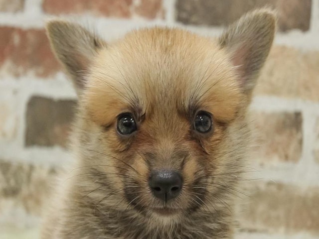 千葉県のハーフ犬・ミックス犬 (ペッツワン稲沢ハーモニーランド店/2024年8月10日生まれ/男の子/レッド)の子犬