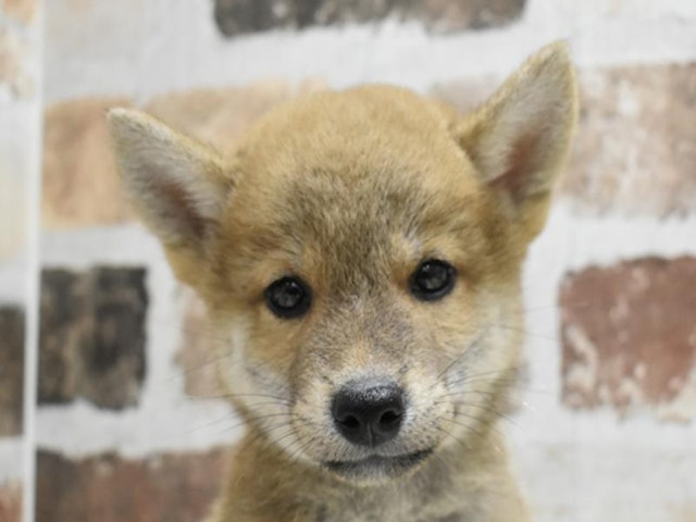 千葉県の柴犬(標準サイズ) (ペッツワン稲沢ハーモニーランド店/2024年8月7日生まれ/男の子/赤)の子犬