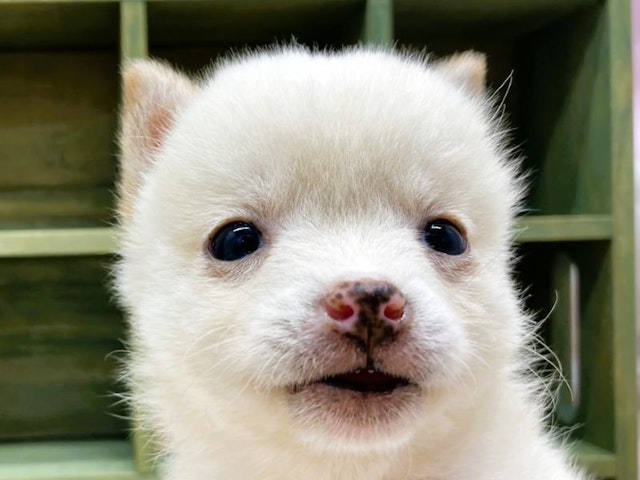 静岡県の豆柴 (ペッツワン富士宮小泉店/2024年9月10日生まれ/女の子/白)の子犬