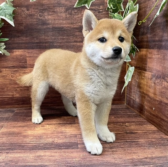 千葉県の柴犬(標準サイズ) (ペッツワン市原店/2024年9月15日生まれ/女の子/赤)の子犬