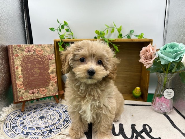 群馬県のハーフ犬・ミックス犬 (ペッツワン前橋小島田店/2024年9月6日生まれ/女の子/クリーム)の子犬