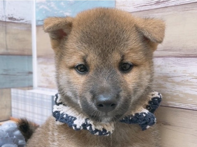 沖縄県の柴犬(標準サイズ) (ペッツワンFCサンプラザ糸満店/2024年7月18日生まれ/男の子/赤)の子犬