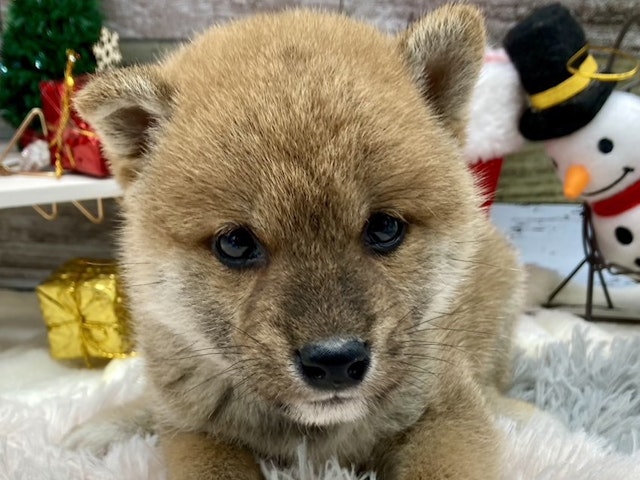 静岡県の豆柴 (ペッツワン藤枝店/2024年9月15日生まれ/男の子/赤)の子犬