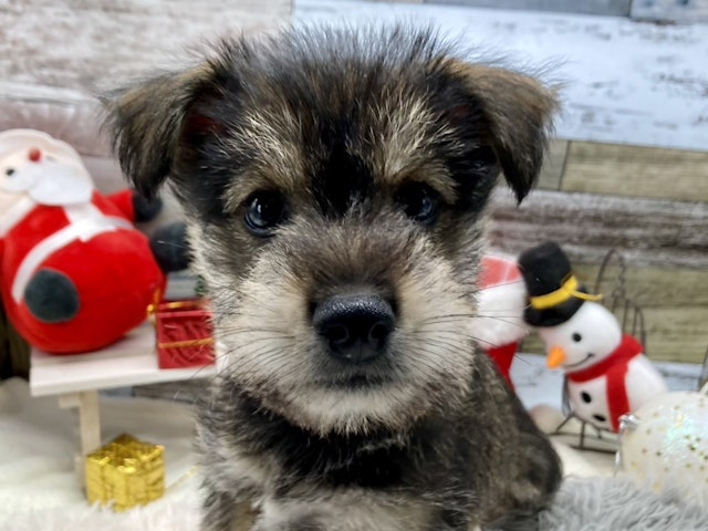 静岡県のハーフ犬・ミックス犬 (ペッツワン藤枝店/2024年9月8日生まれ/男の子/その他色)の子犬