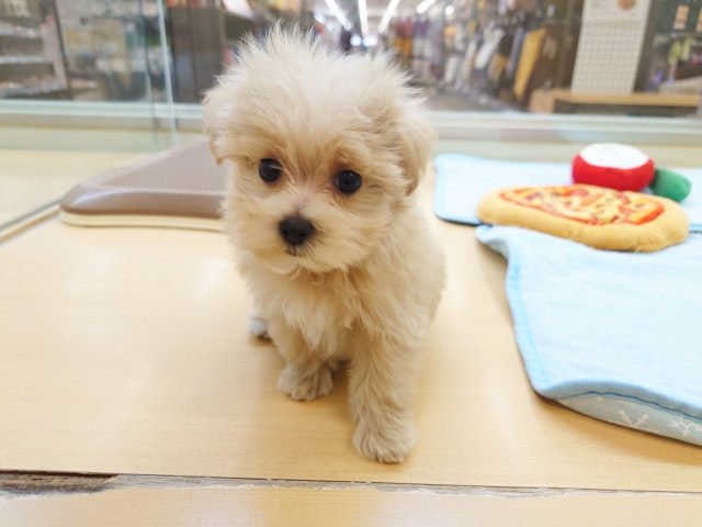 愛知県のハーフ犬・ミックス犬 (ペッツワン名古屋みなと店/2024年8月29日生まれ/男の子/クリーム)の子犬