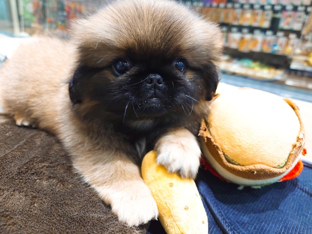 愛知県のペキニーズ (ペッツワン名古屋堀田店/2024年9月12日生まれ/女の子/フォーン)の子犬