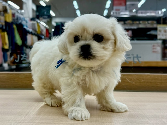 愛知県のハーフ犬・ミックス犬 (ペッツワン名古屋大高インター店/2024年9月17日生まれ/男の子/ホワイト)の子犬