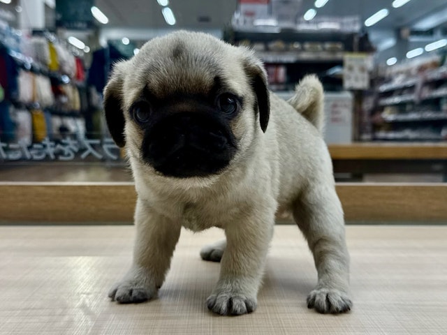 愛知県のパグ (ペッツワン名古屋大高インター店/2024年9月19日生まれ/男の子/フォーン)の子犬