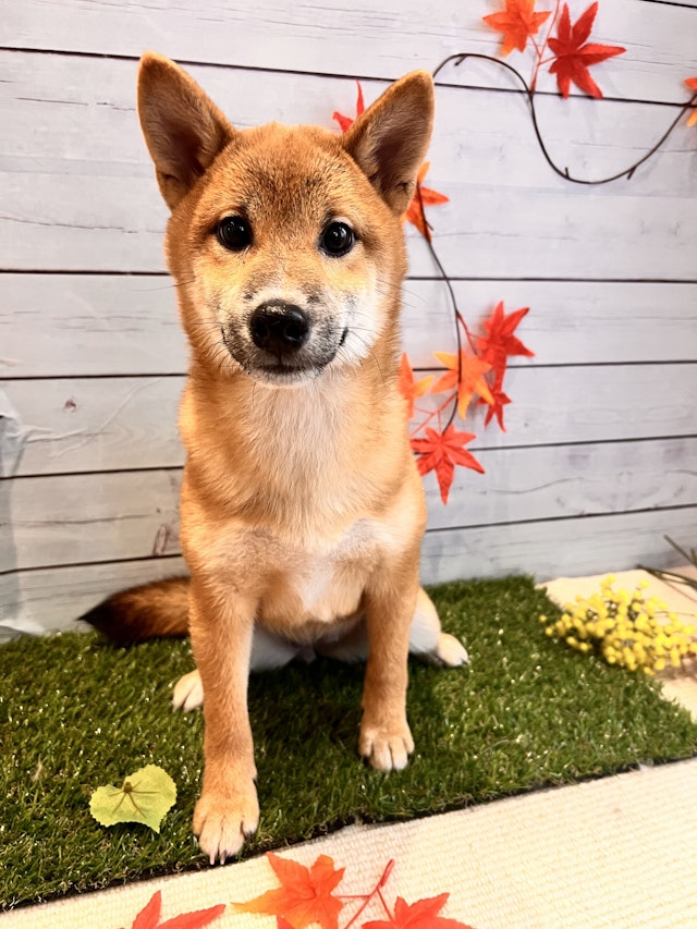 茨城県の柴犬(標準サイズ) (ペッツワン石岡玉里店/2024年7月7日生まれ/女の子/赤)の子犬