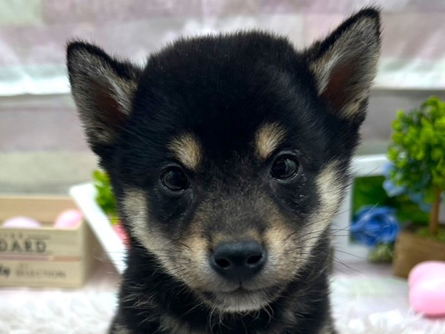 静岡県の柴犬(標準サイズ) (ペッツワン掛川店/2024年9月23日生まれ/男の子/黒)の子犬