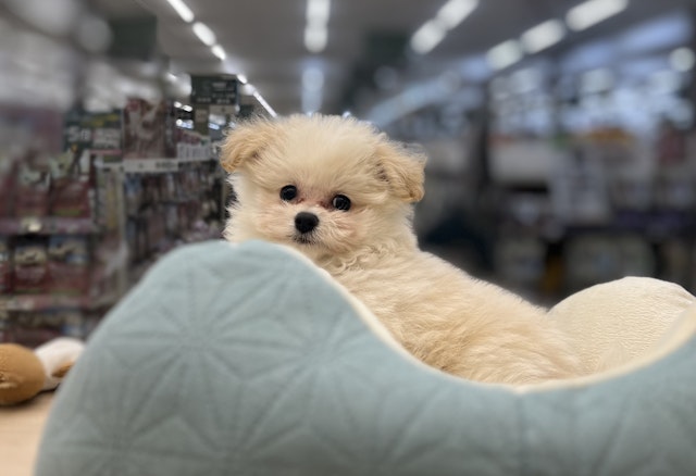 千葉県のハーフ犬・ミックス犬 (ペッツワン富津店/2024年9月14日生まれ/男の子/クリーム)の子犬