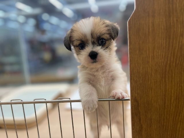 千葉県のハーフ犬・ミックス犬 (ペッツワン富津店/2024年9月14日生まれ/女の子/レッドホワイト)の子犬