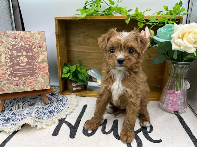 群馬県のハーフ犬・ミックス犬 (ペッツワン前橋小島田店/2024年9月17日生まれ/男の子/レッドホワイト)の子犬