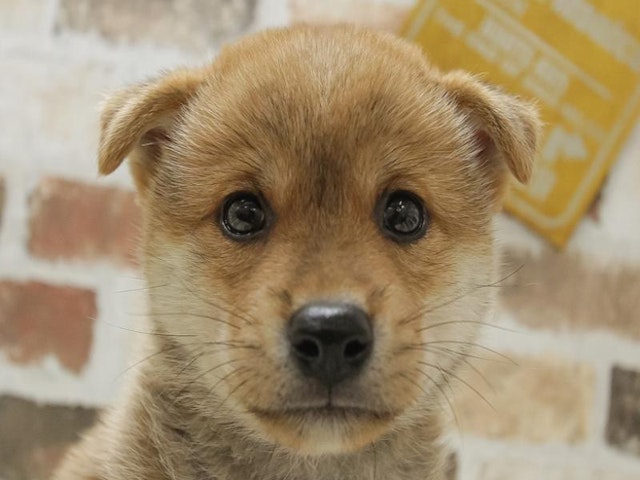 滋賀県の柴犬(標準サイズ) (ペッツワン甲賀店/2024年8月9日生まれ/男の子/赤)の子犬