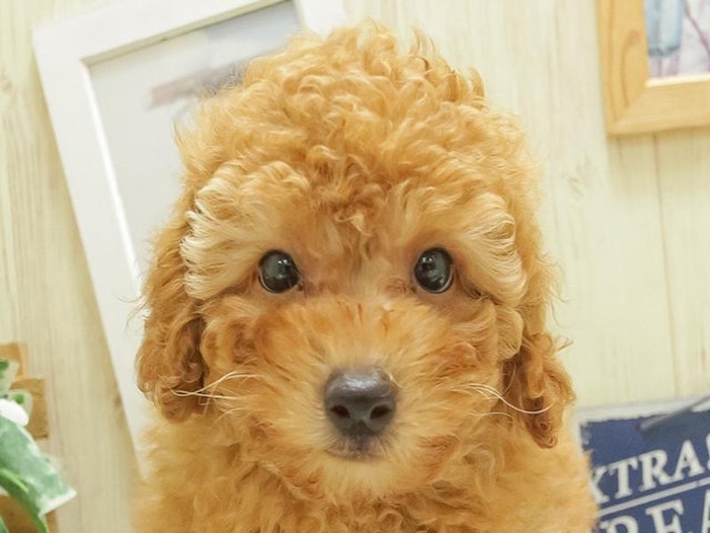 滋賀県のトイプードル(トイ) (ペッツワン甲賀店/2024年6月14日生まれ/男の子/レッド)の子犬