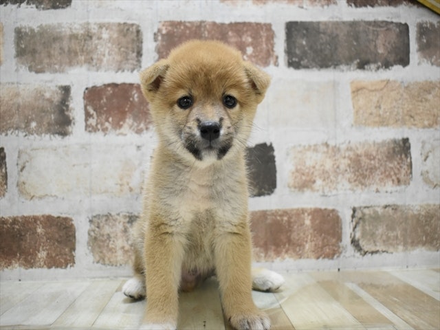 愛知県の柴犬(標準サイズ) (ペッツワン名古屋当知店/2024年8月13日生まれ/男の子/赤)の子犬