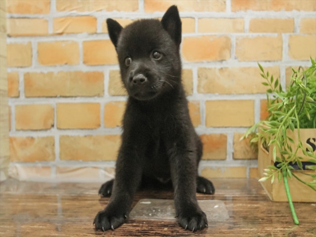 愛知県の甲斐犬 (ペッツワン名古屋当知店/2024年6月29日生まれ/男の子/黒虎)の子犬