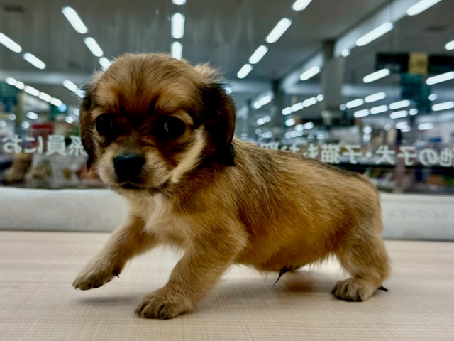 愛知県のハーフ犬・ミックス犬 (ペッツワン名古屋大高インター店/2024年9月26日生まれ/男の子/レッド)の子犬