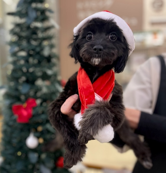 千葉県のハーフ犬・ミックス犬 (ペッツワン富津店/2024年7月2日生まれ/女の子/ブラックホワイト)の子犬