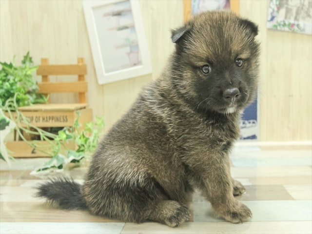 愛知県のハーフ犬・ミックス犬 (ペッツワン名古屋当知店/2024年7月5日生まれ/男の子/レッド)の子犬