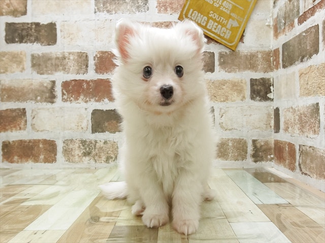 愛知県のハーフ犬・ミックス犬 (ペッツワン名古屋当知店/2024年9月27日生まれ/男の子/ホワイト)の子犬