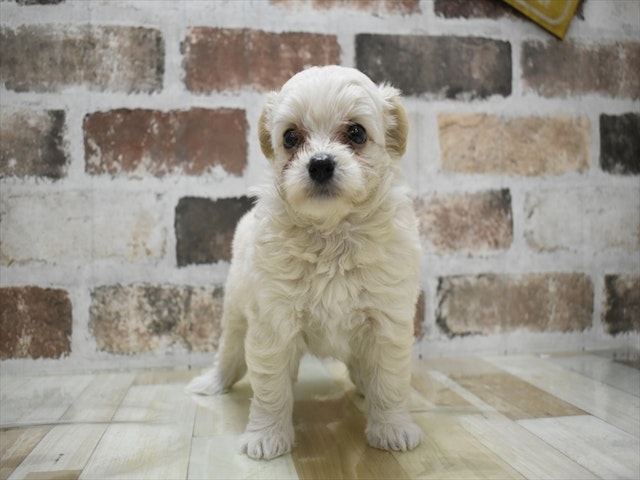 愛知県のハーフ犬・ミックス犬 (ペッツワン名古屋当知店/2024年8月12日生まれ/女の子/クリーム)の子犬