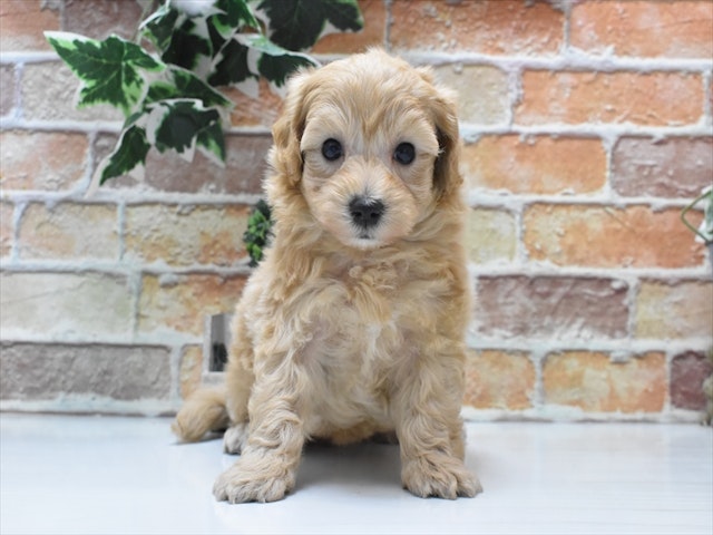 愛知県のハーフ犬・ミックス犬 (ペッツワン名古屋当知店/2024年8月10日生まれ/男の子/アプリコット)の子犬