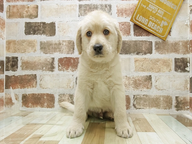 愛知県のハーフ犬・ミックス犬 (ペッツワン名古屋当知店/2024年9月27日生まれ/男の子/クリーム)の子犬