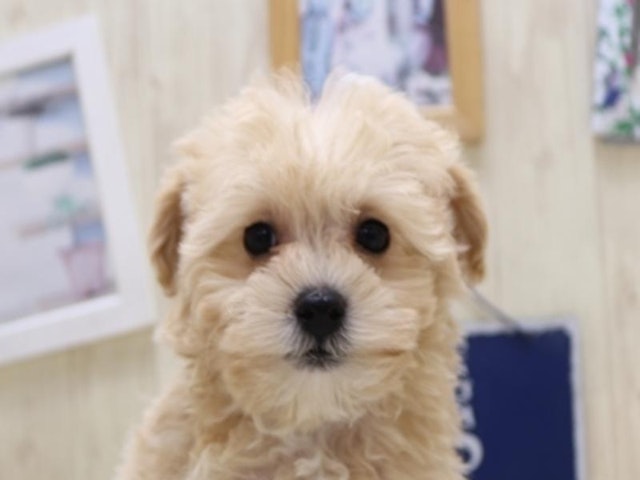 三重県のハーフ犬・ミックス犬 (ペッツワン明和店/2024年9月5日生まれ/男の子/クリーム)の子犬