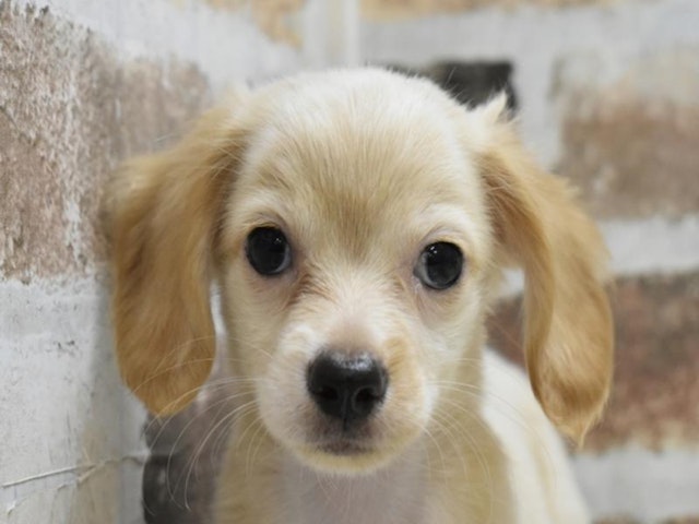 三重県のハーフ犬・ミックス犬 (ペッツワン明和店/2024年7月23日生まれ/男の子/クリーム)の子犬