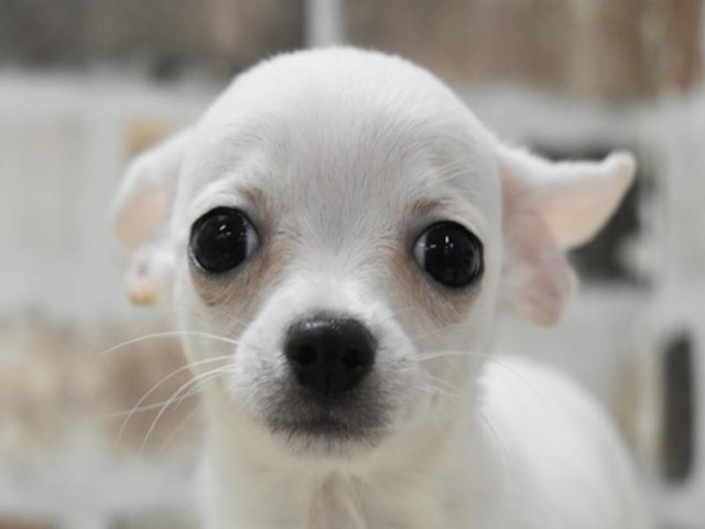 三重県のチワワ(ロング) (ペッツワン明和店/2024年8月18日生まれ/男の子/ホワイト)の子犬