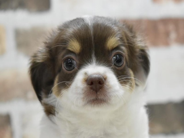 三重県のチワワ(ロング) (ペッツワン明和店/2024年6月5日生まれ/女の子/ホワイト)の子犬