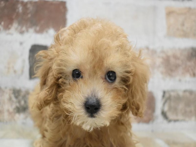 三重県のトイプードル(トイ) (ペッツワン明和店/2024年9月9日生まれ/女の子/レッド)の子犬