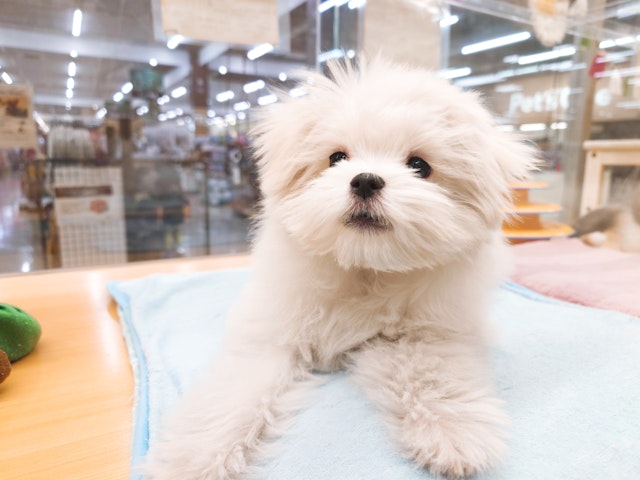 愛知県のマルチーズ (ペッツワン名古屋みなと店/2024年8月6日生まれ/女の子/ホワイト)の子犬