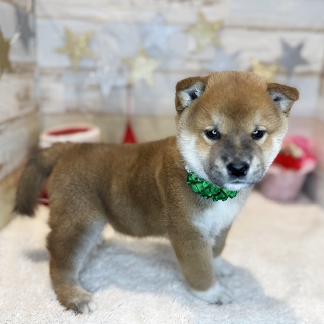 大阪府の柴犬(標準サイズ) (ペッツワン交野店/2024年9月3日生まれ/男の子/赤)の子犬